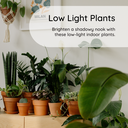 Low light plants for dim homes and apartments