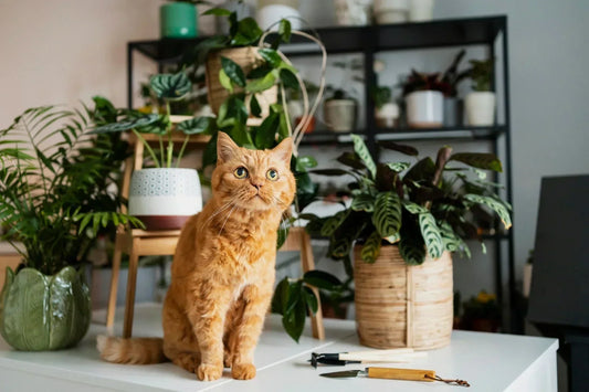 Selecting Cat-Safe Indoor Plants: A Guide for Pet Lovers