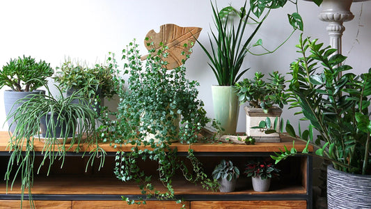 indoor plant collection