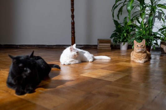 Three cats laying in the sun on a hardwood floor in front of a house plant