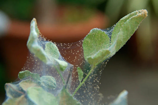 How to Spot and Treat Spider Mites on Indoor and Outdoor Plants