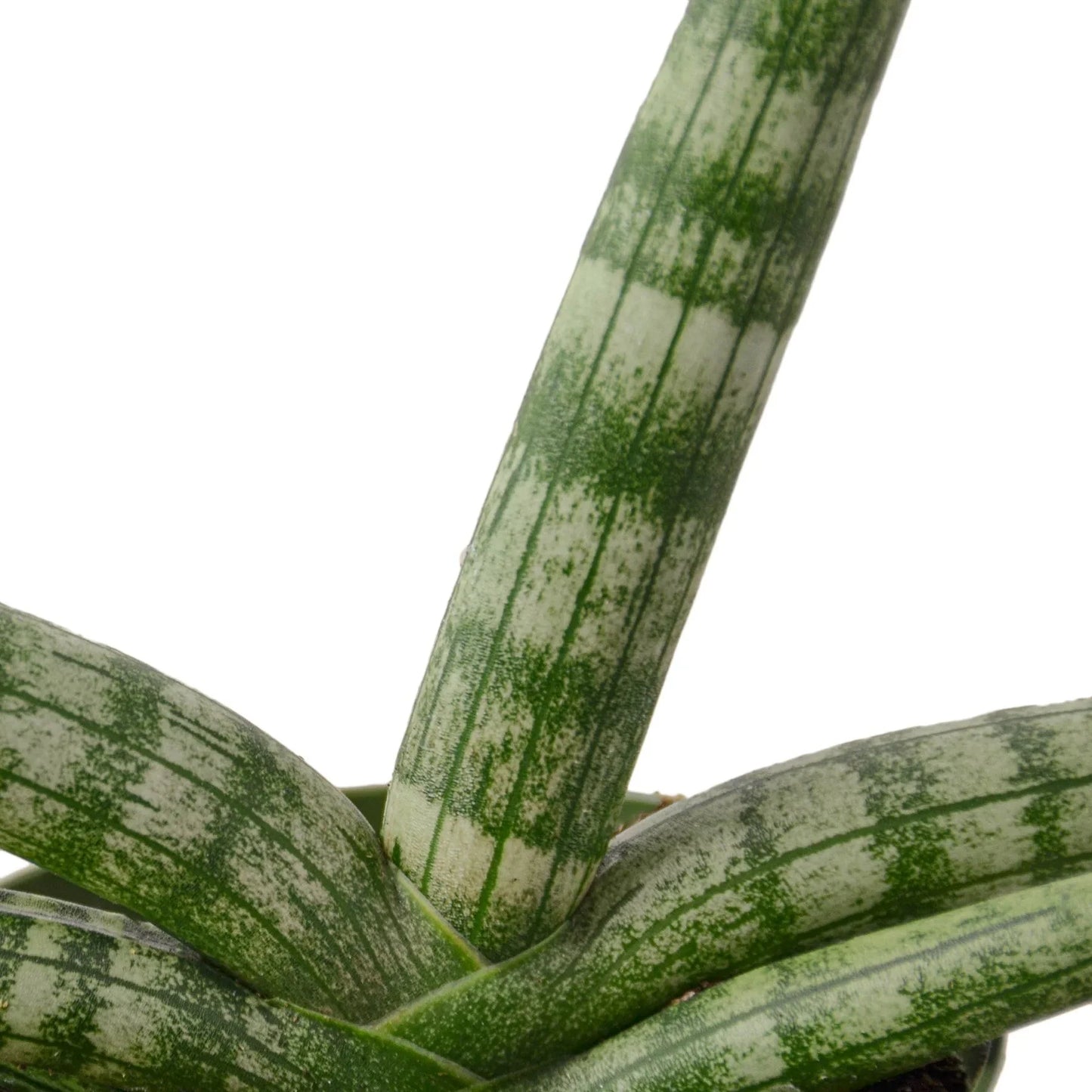 Snake Plant Starfish Indoor Plants House Plant Dropship