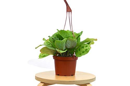 Maranta 'Leuconeura' 4" Plant (1pk/$2) ($6 Ship/15oz) House Plant Dropship