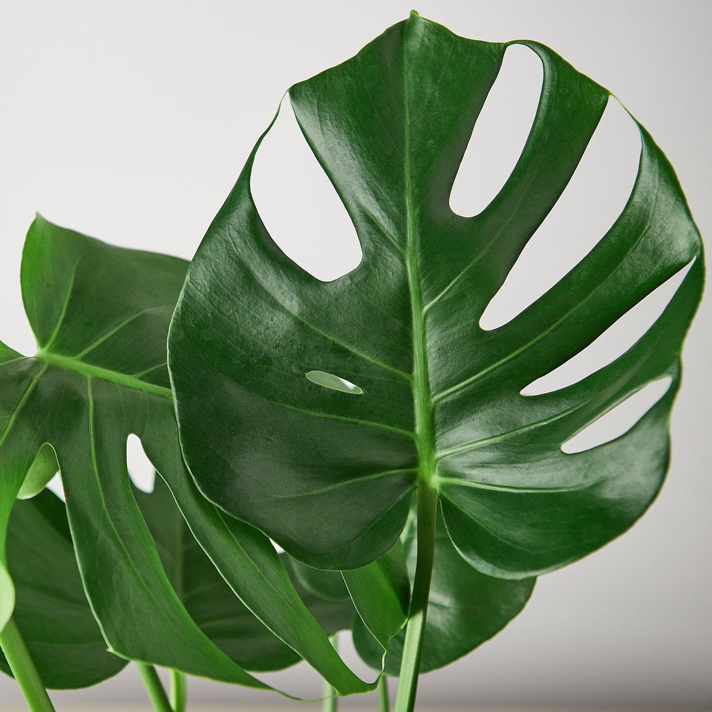 Philodendron Monstera Split-Leaf 4" Plant House Plant Dropship