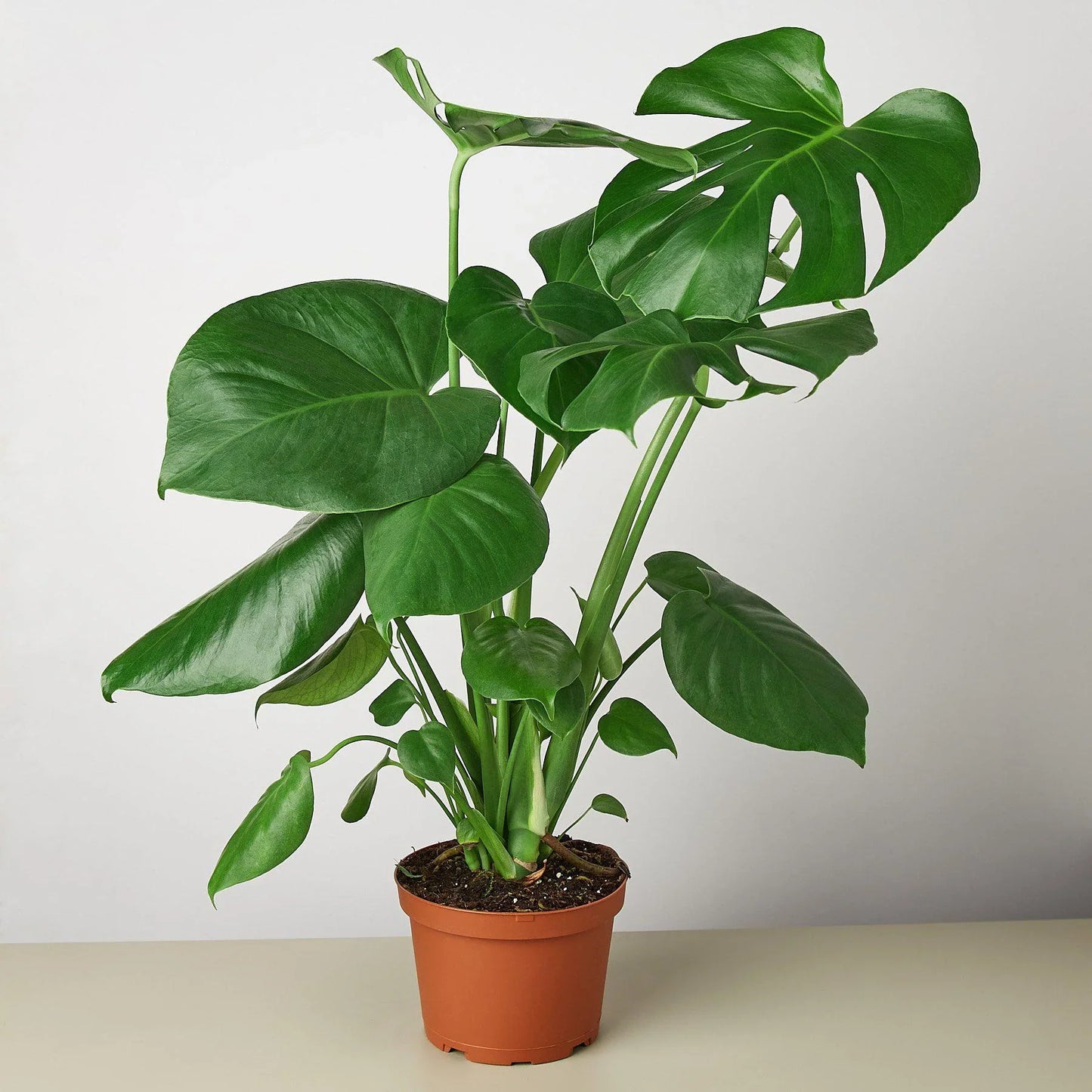 Philodendron Monstera Split-Leaf 4" Plant House Plant Dropship