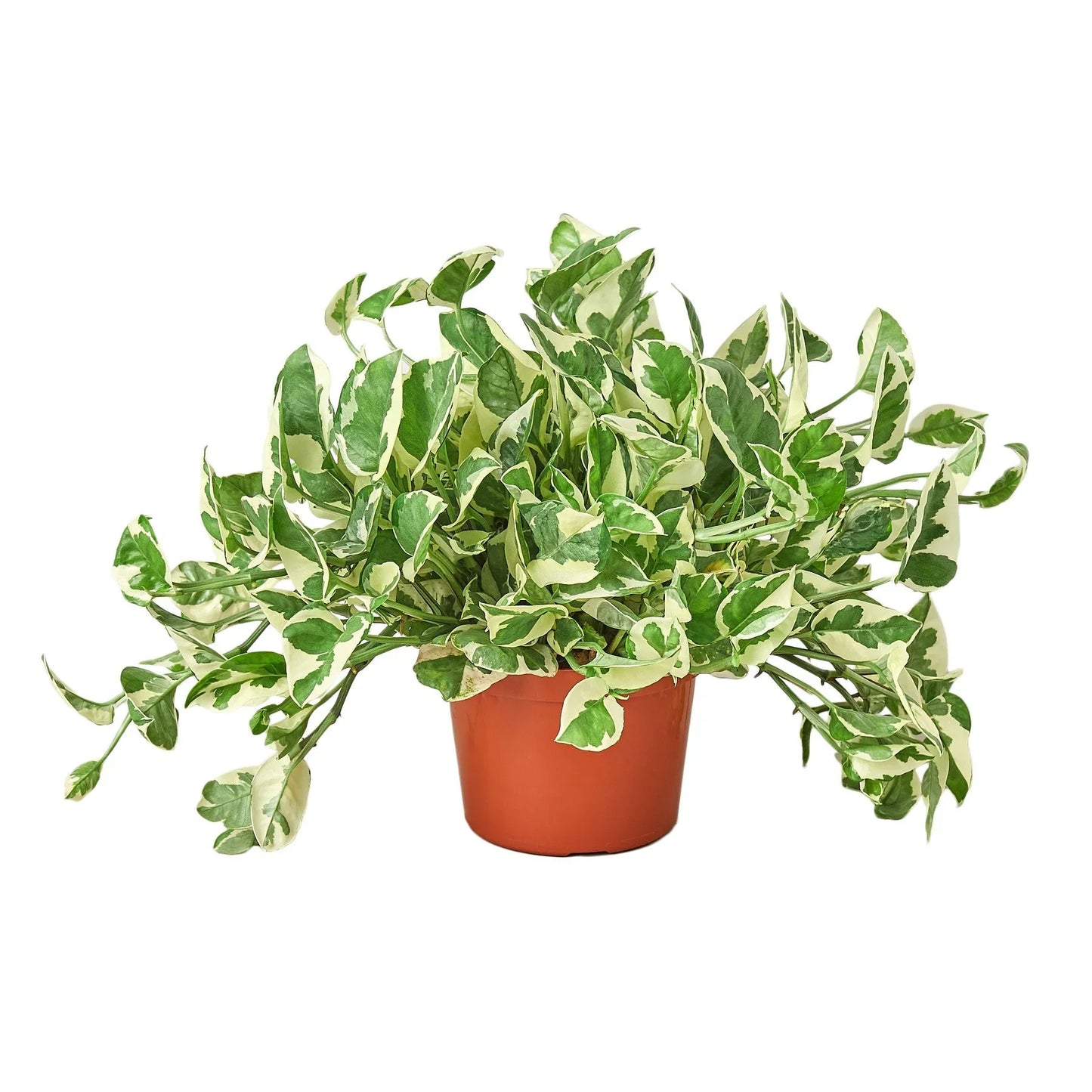 Pothos 'N'Joy' - Variegated Indoor Vine Indoor Plants House Plant Dropship 6" Pot Nursery Pot