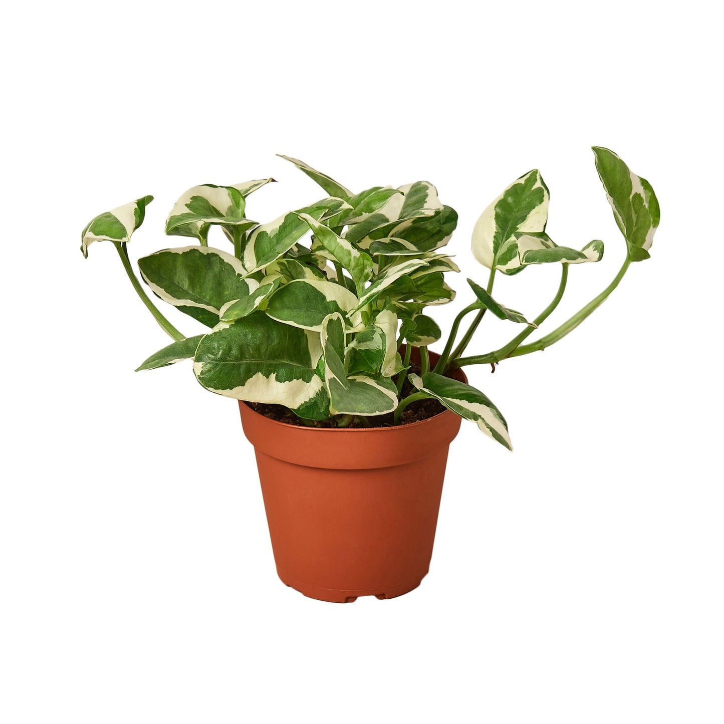Pothos 'N'Joy' - Variegated Indoor Vine Indoor Plants House Plant Dropship 4" Pot Nursery Pot