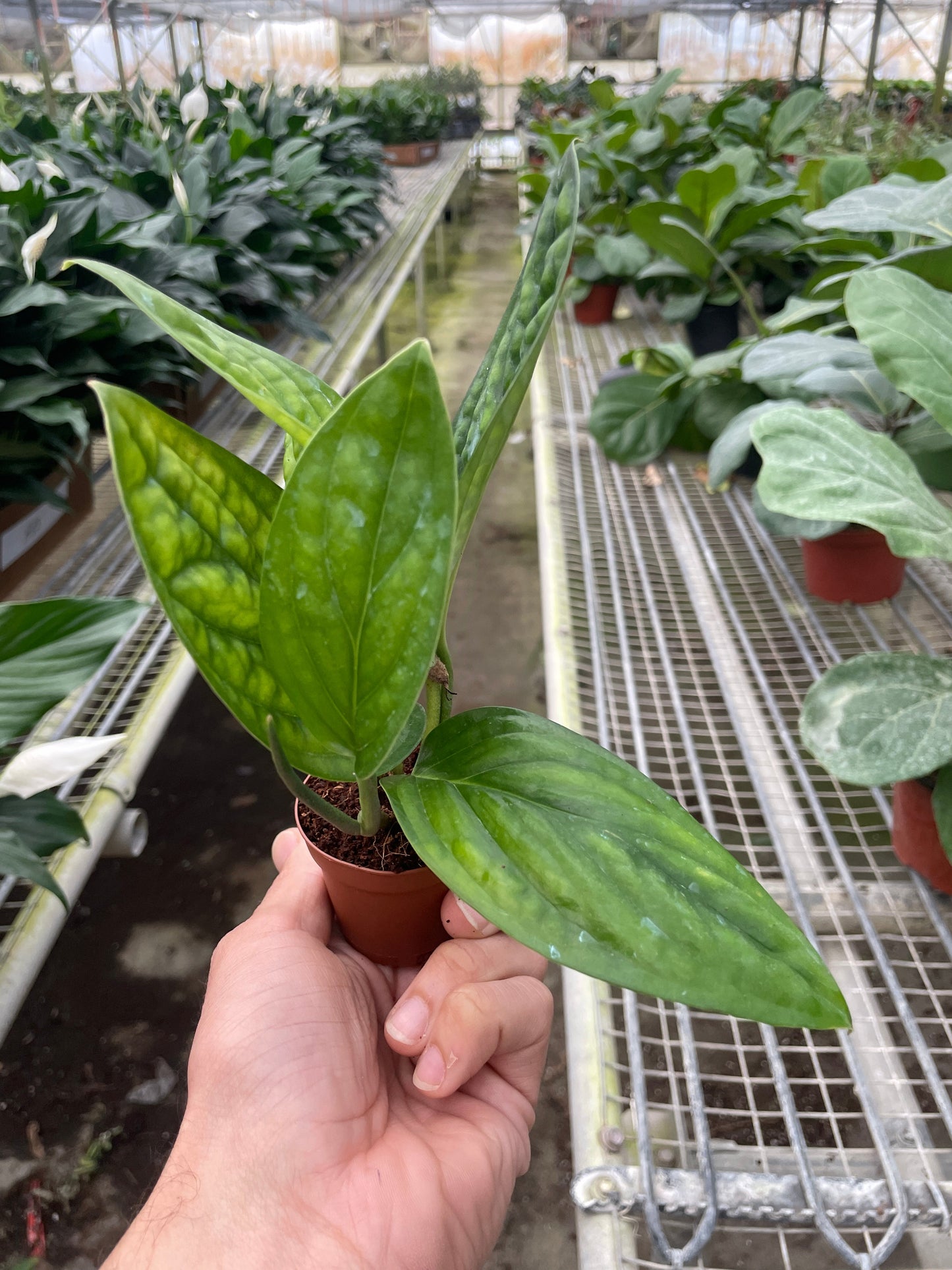 Monstera 'Peru' - Exotic Leaves with Unique Patterns Indoor Plants House Plant Dropship 2" Pot