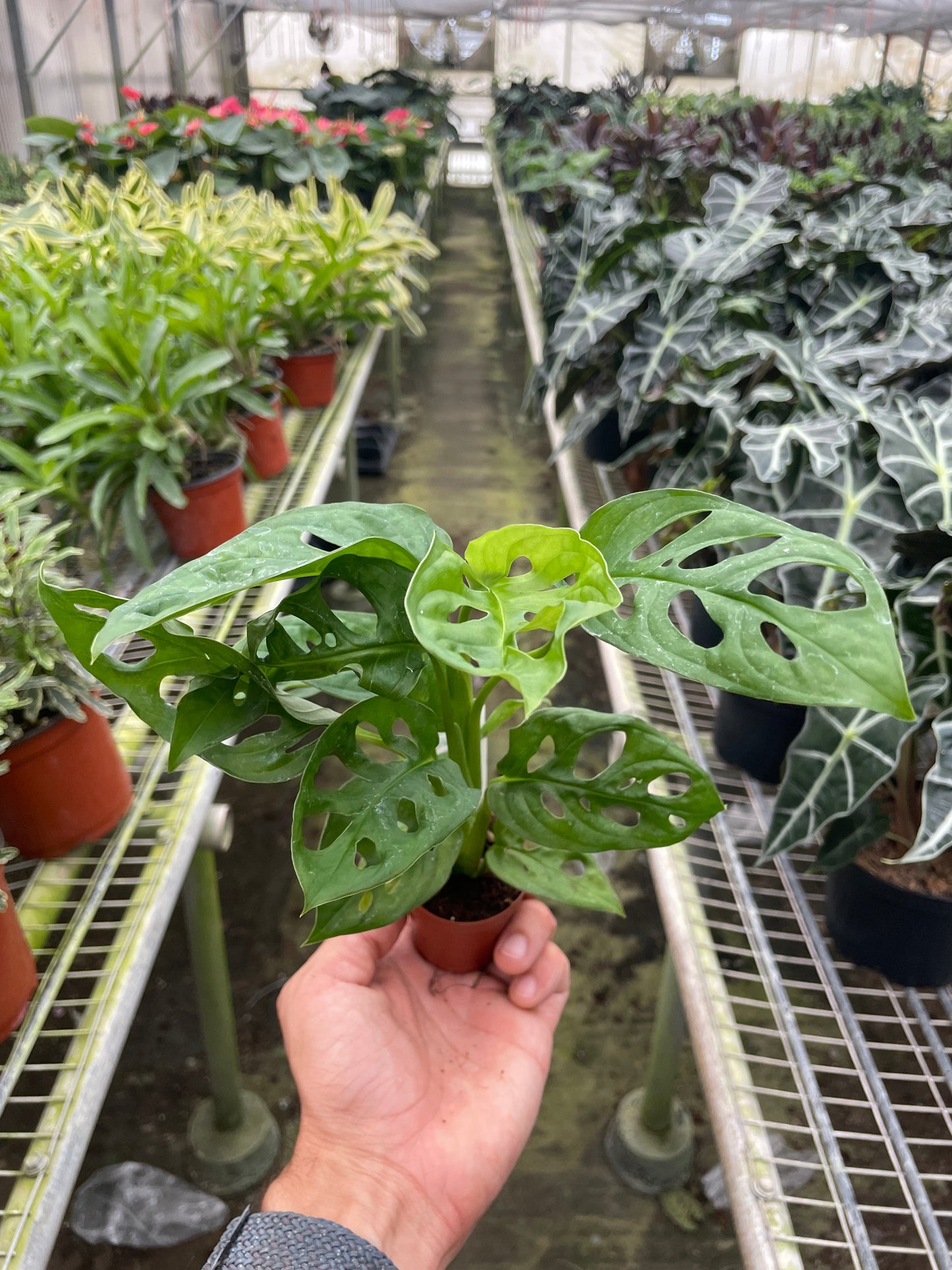Monstera Adansonii 'Swiss Cheese' 4" Plant (1pk/$2) ($6 Ship/15oz) House Plant Dropship