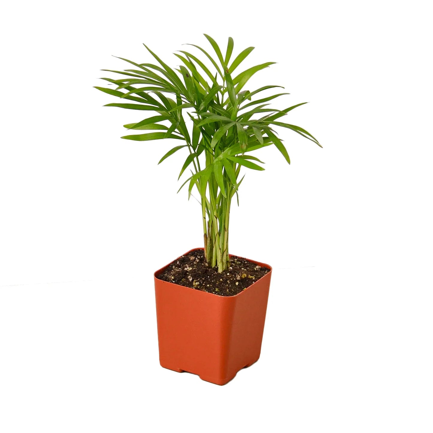Parlor Palm - Elegant Indoor Plant Indoor Plants House Plant Dropship