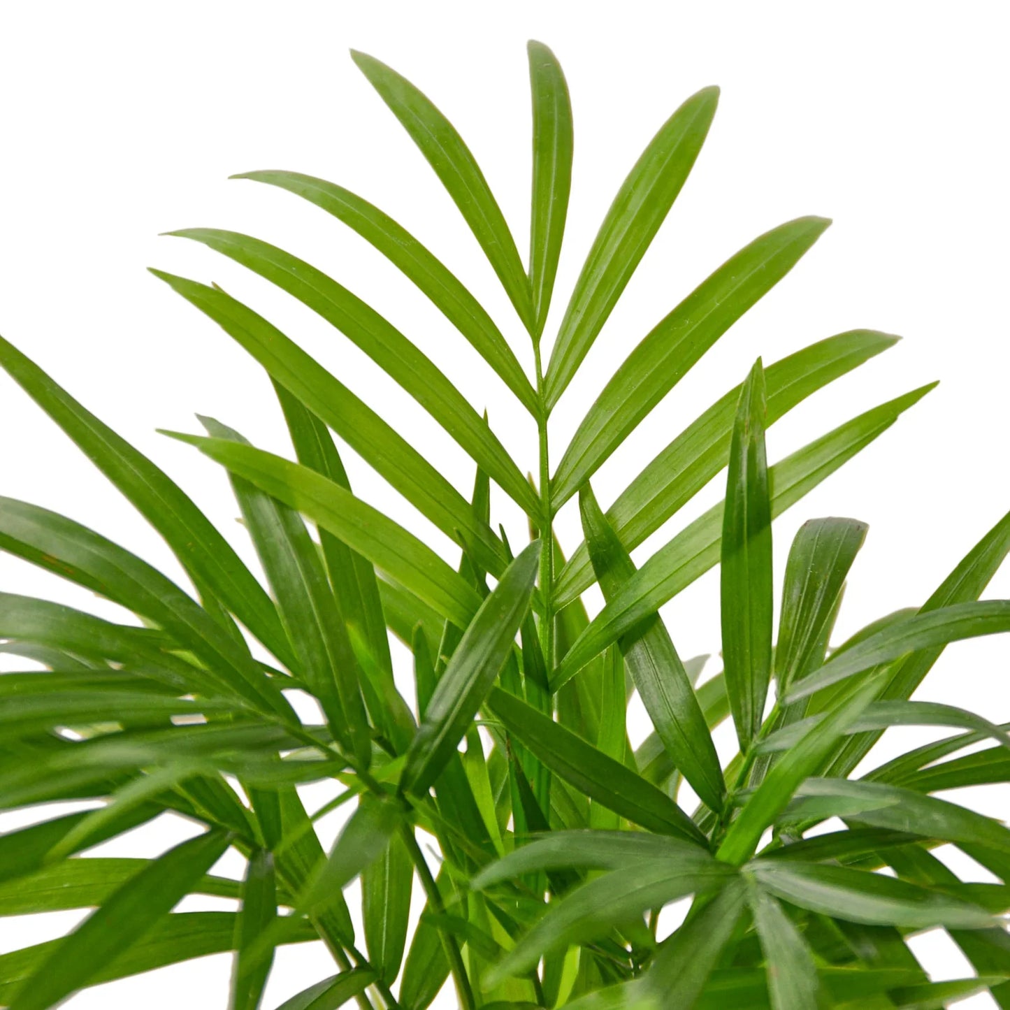 Parlor Palm - Elegant Indoor Plant Indoor Plants House Plant Dropship