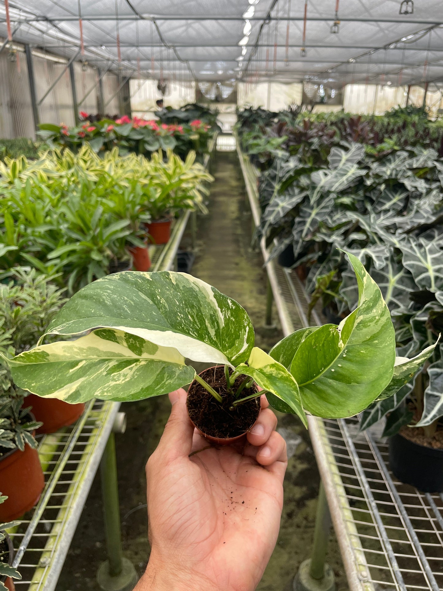 Pothos 'Albo Variegata' House Plant Dropship