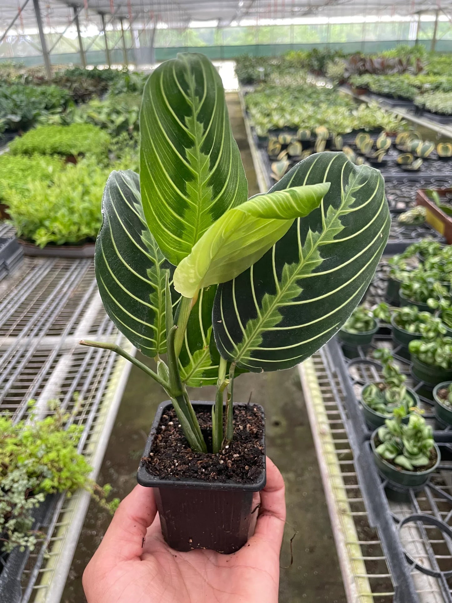 Maranta 'Lemon Lime' Default House Plant Dropship