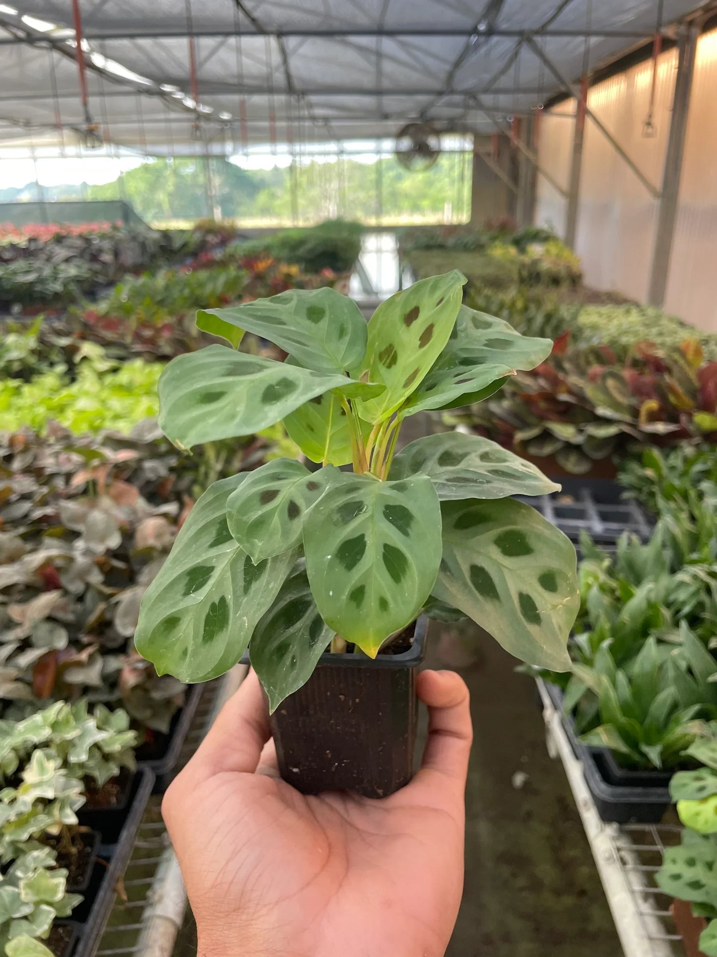 Maranta 'Leuconeura' 4" Plant (1pk/$2) ($6 Ship/15oz) House Plant Dropship