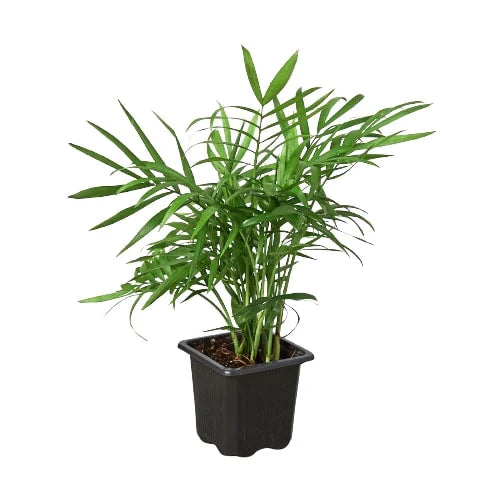 Parlor Palm - Elegant Indoor Plant Indoor Plants House Plant Dropship