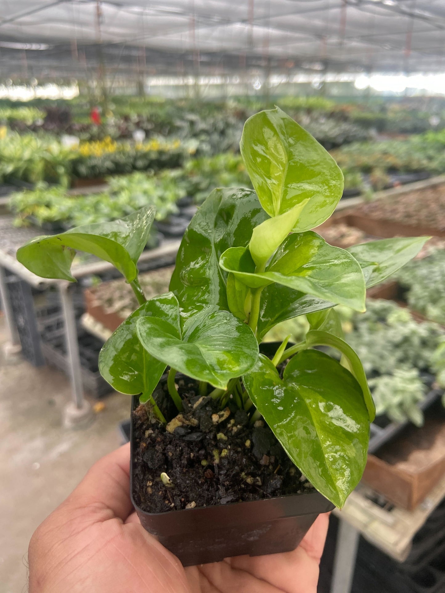 Pothos 'Global Green' Indoor Plants House Plant Dropship 3" Pot
