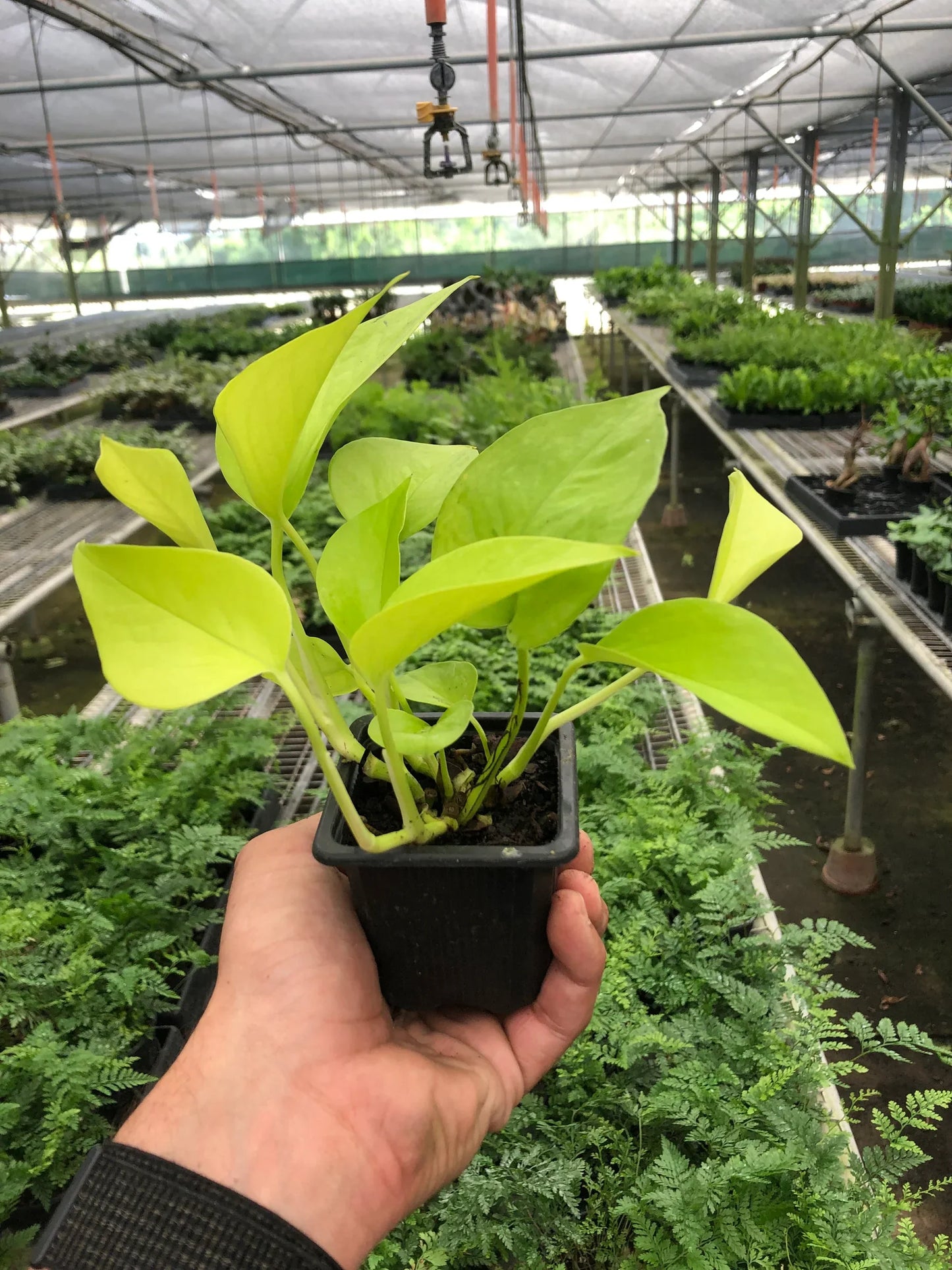 Pothos 'Neon' - Vibrant Green Indoor Plant Indoor Plants House Plant Dropship 3" Pot