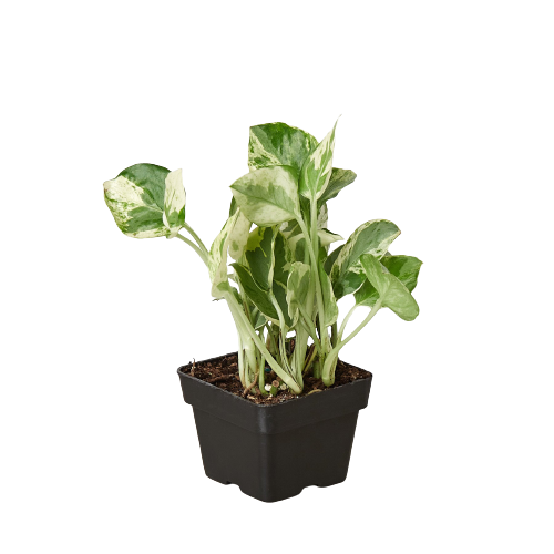 Pothos 'N'Joy' - Variegated Indoor Vine Indoor Plants House Plant Dropship 3" Pot Nursery Pot
