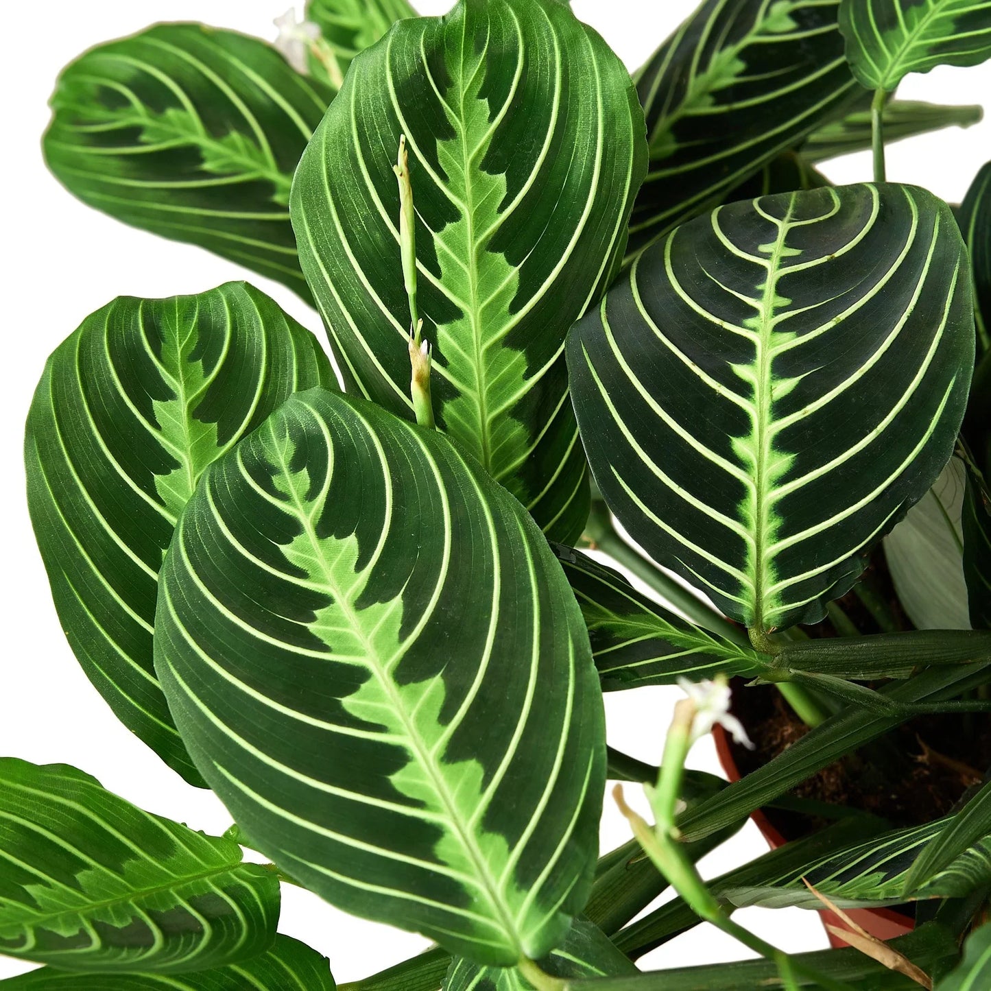 Maranta 'Lemon Lime' Default House Plant Dropship