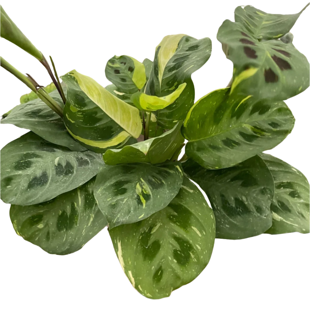 Maranta Variegated 'Beauty Kim' Default House Plant Dropship 6" Pot