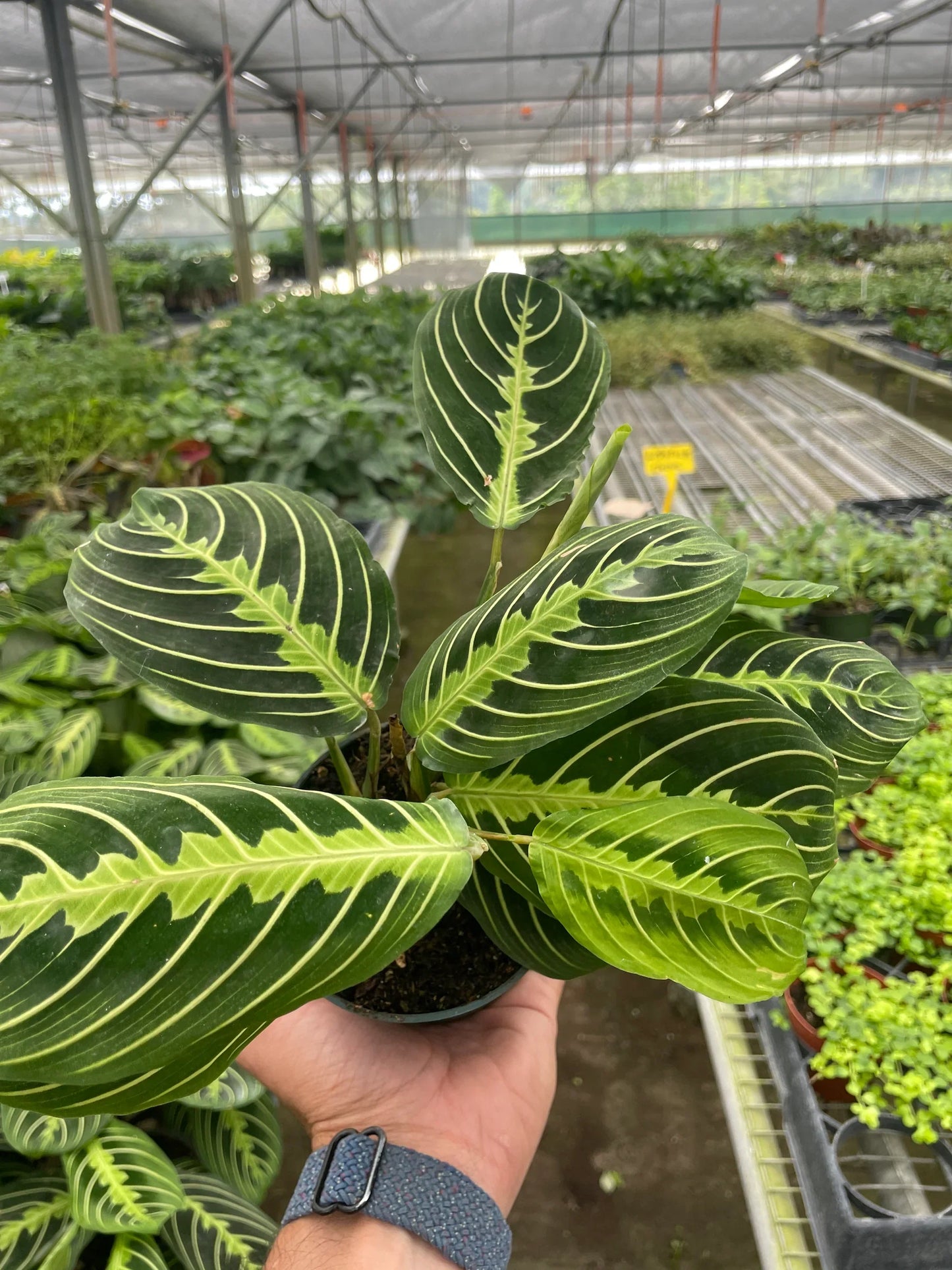 Maranta 'Lemon Lime' Default House Plant Dropship
