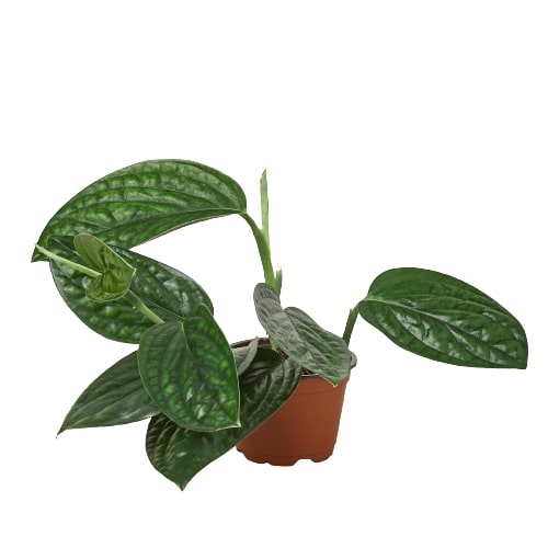 Monstera 'Peru' - Exotic Leaves with Unique Patterns Indoor Plants House Plant Dropship