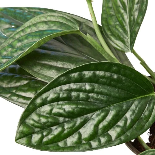 Monstera 'Peru' - Exotic Leaves with Unique Patterns Indoor Plants House Plant Dropship