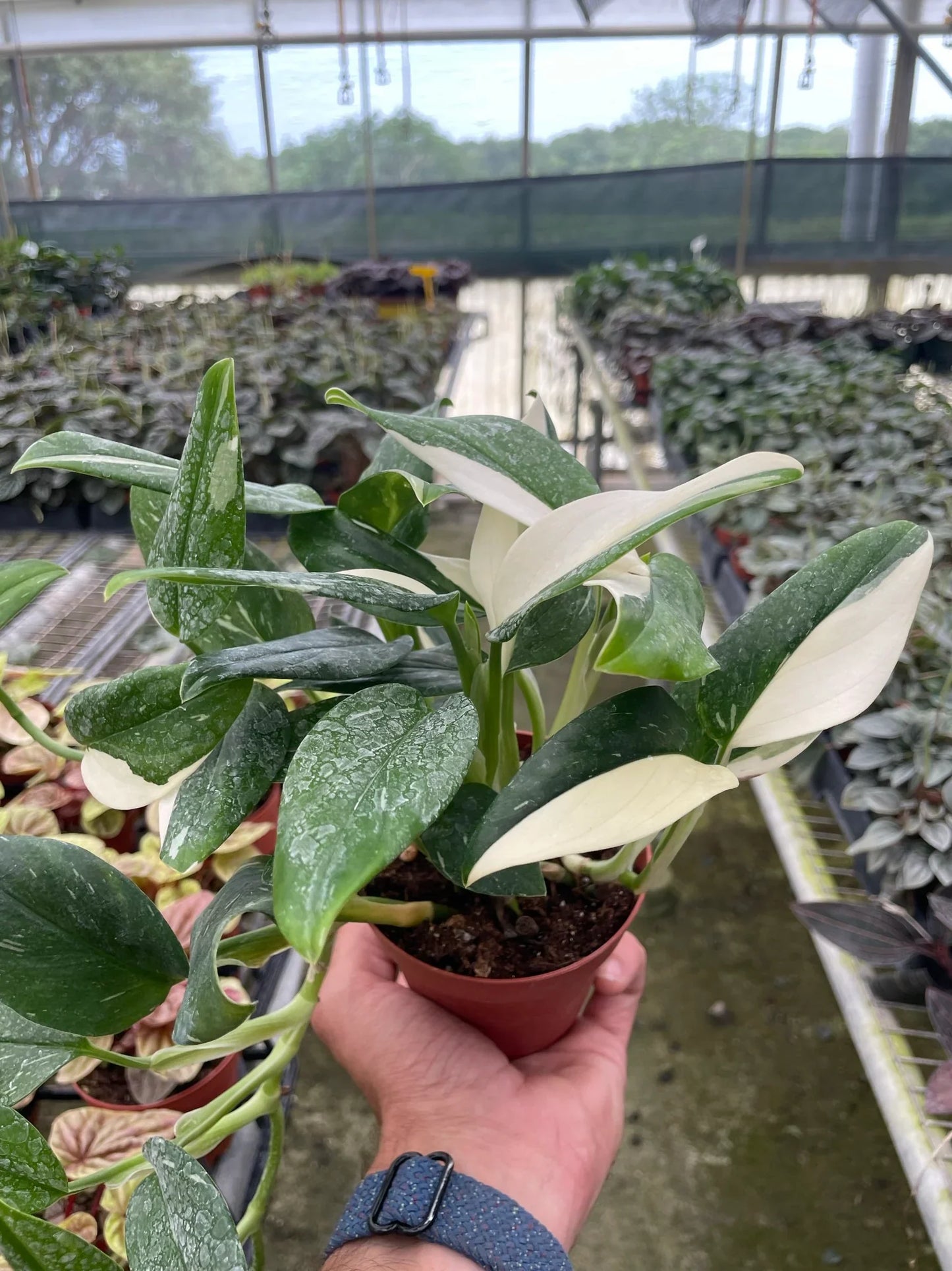 Monstera 'Standeleyana Albo Variegated' Indoor Plants House Plant Dropship