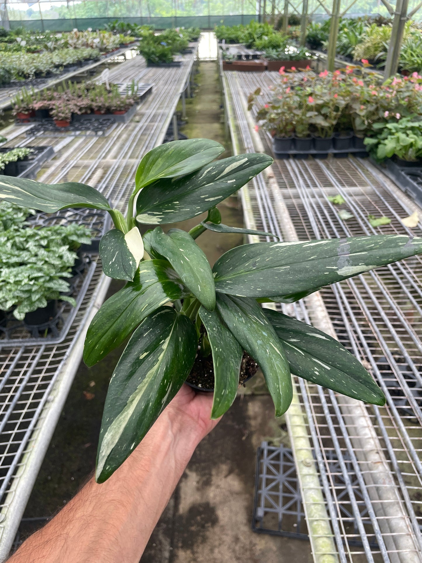 Monstera 'Standeleyana Albo Variegated' Indoor Plants House Plant Dropship