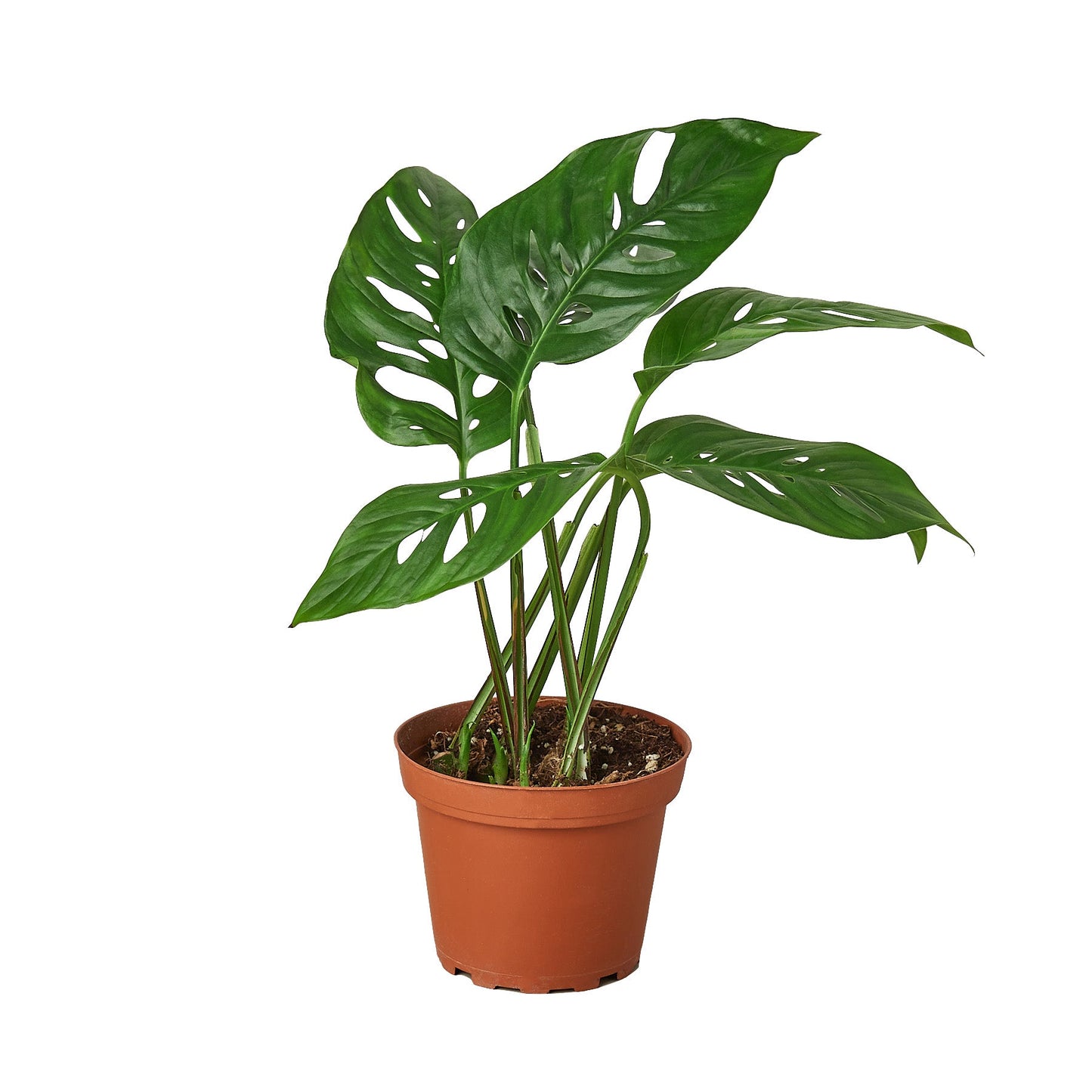 Monstera Adansonii 'Swiss Cheese' 4" Plant (1pk/$2) ($6 Ship/15oz) House Plant Dropship