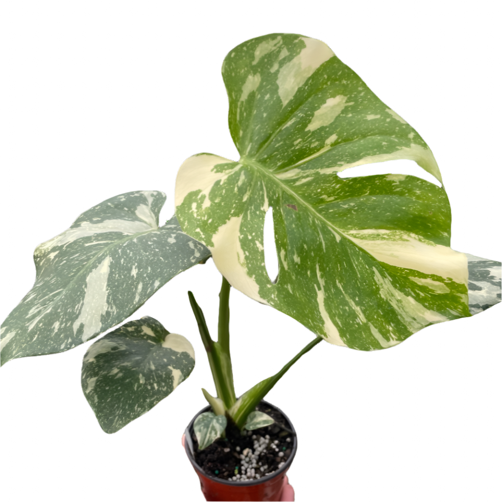 Monstera 'Thai Constellation' House Plant Dropship