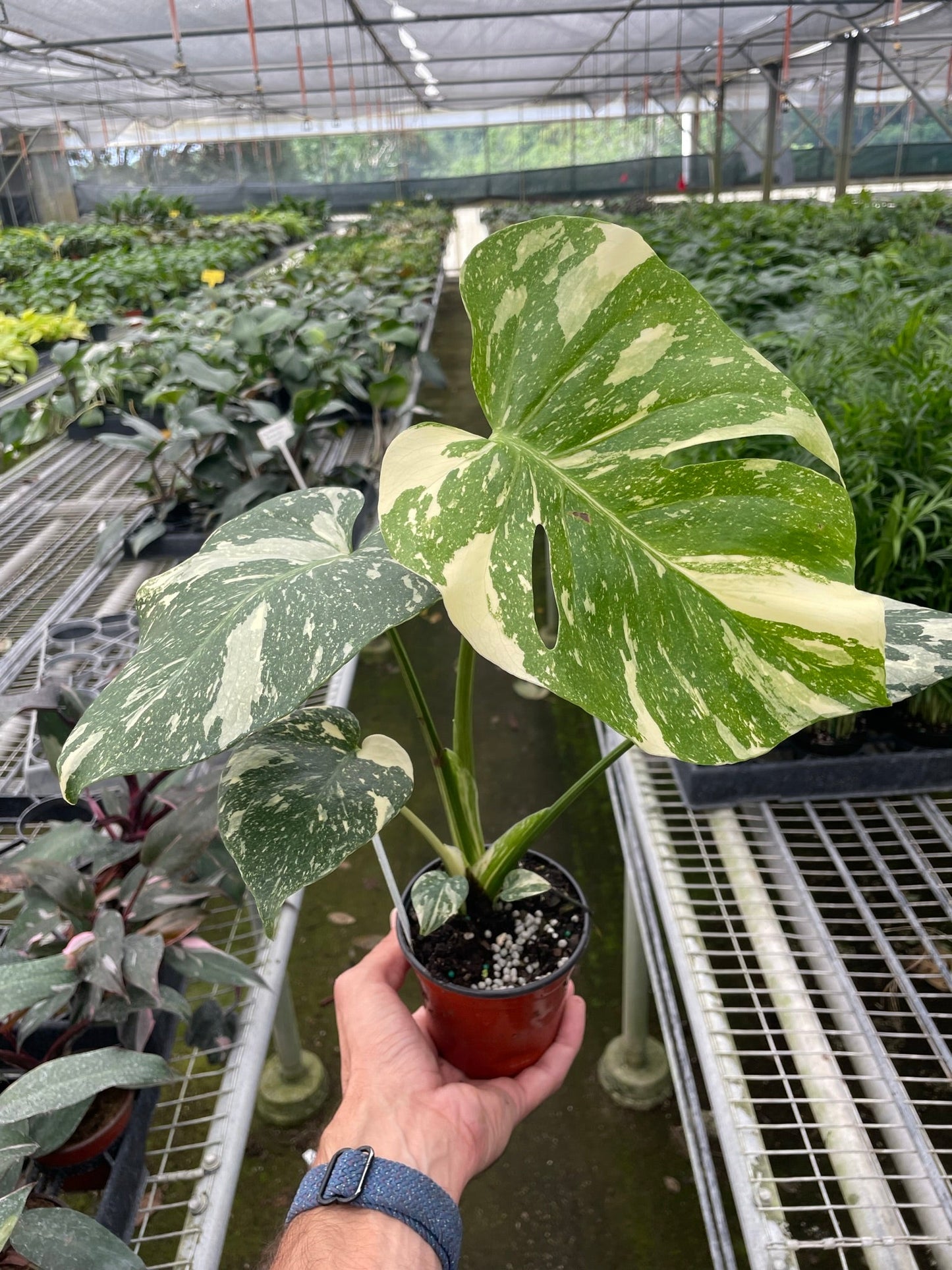 Monstera 'Thai Constellation' House Plant Dropship