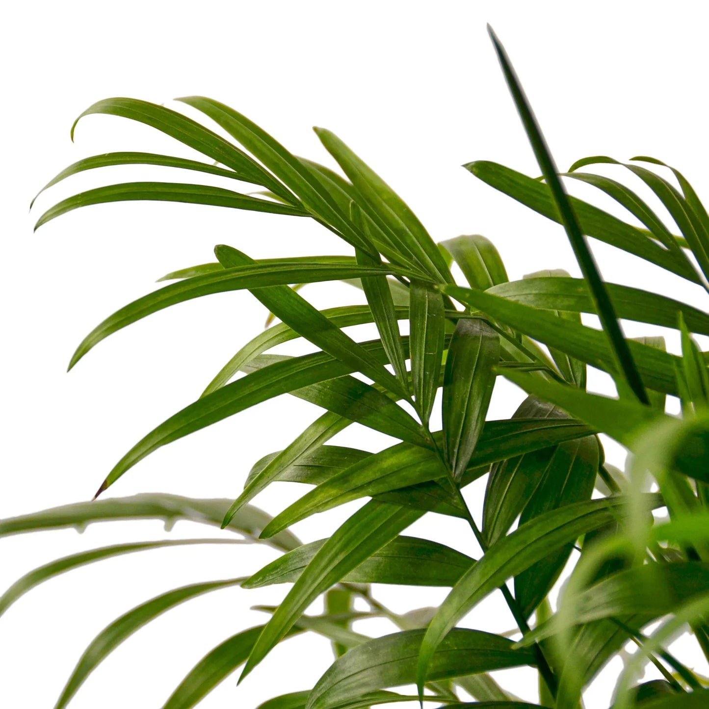 Parlor Palm - Elegant Indoor Plant Indoor Plants House Plant Dropship