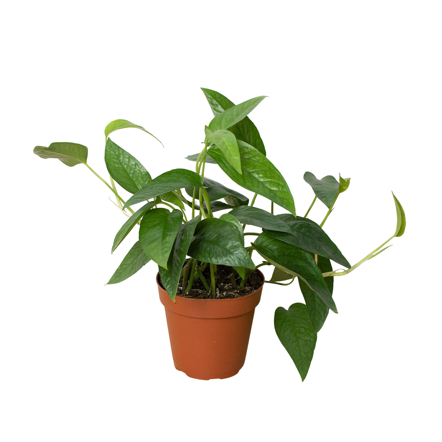 Pothos 'Cebu Blue' Indoor Plants House Plant Dropship 4" Pot