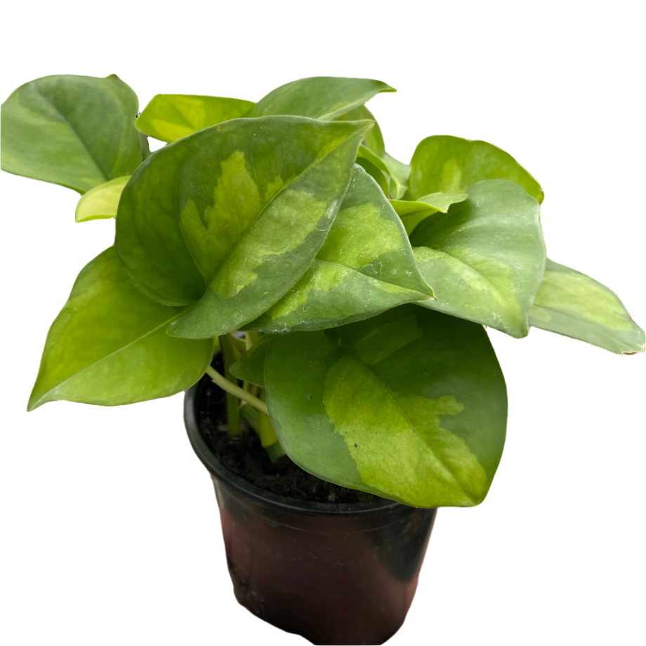 Pothos 'Global Green' Indoor Plants House Plant Dropship