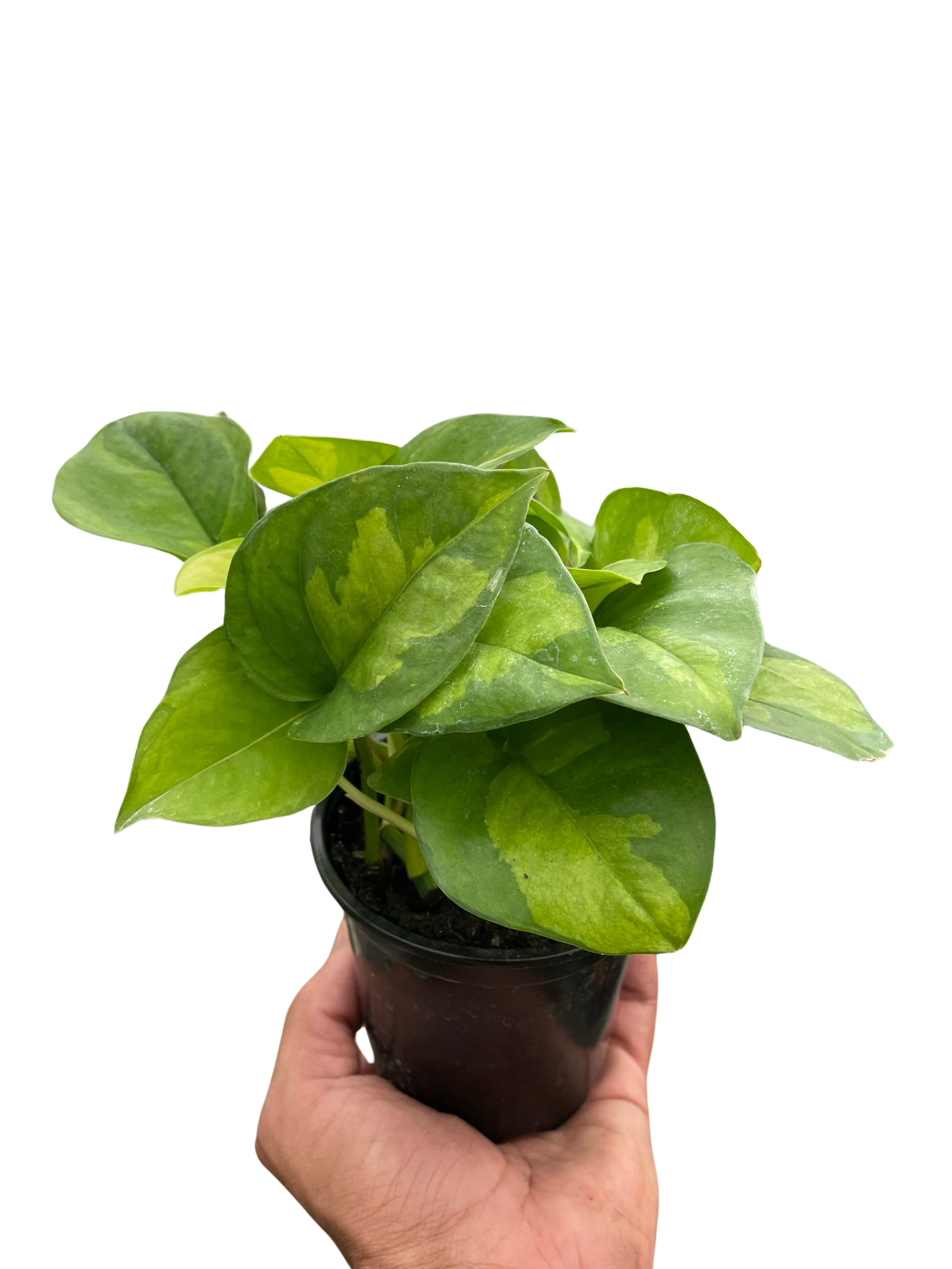 Pothos 'Global Green' Indoor Plants House Plant Dropship