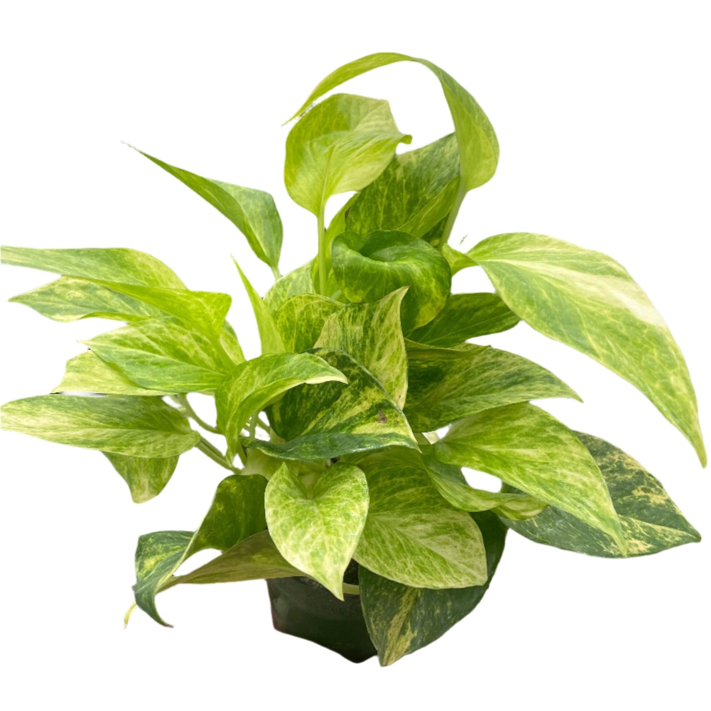 Pothos 'Neon Queen' Indoor Plants House Plant Wholesale 4" Pot