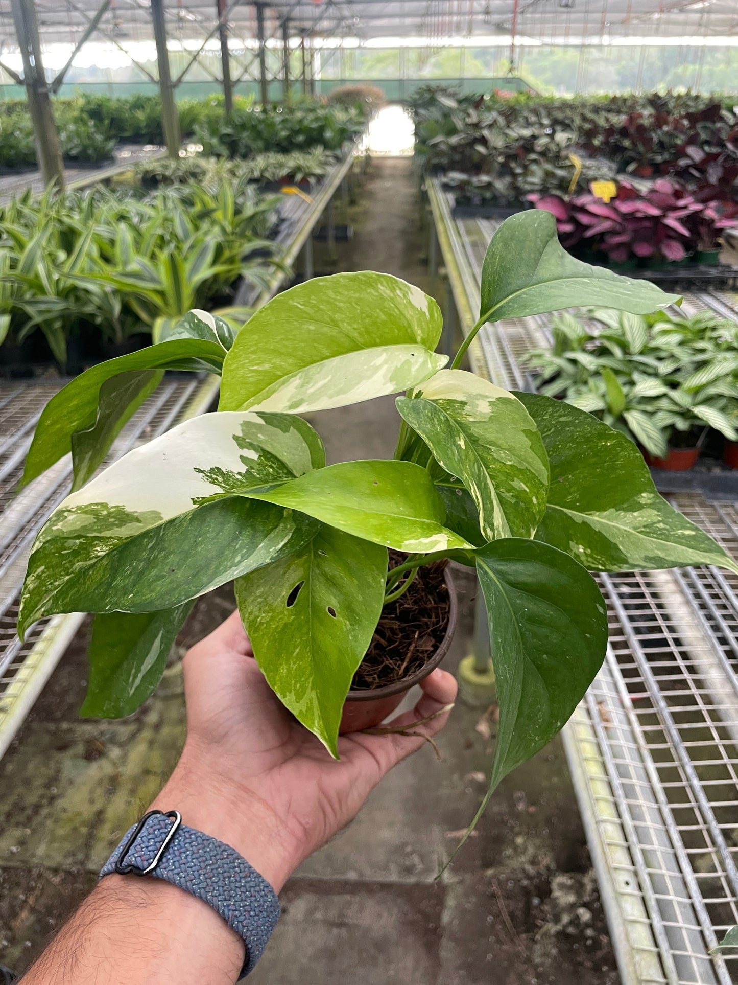 Pothos 'Albo Variegata' House Plant Dropship 4" Pot