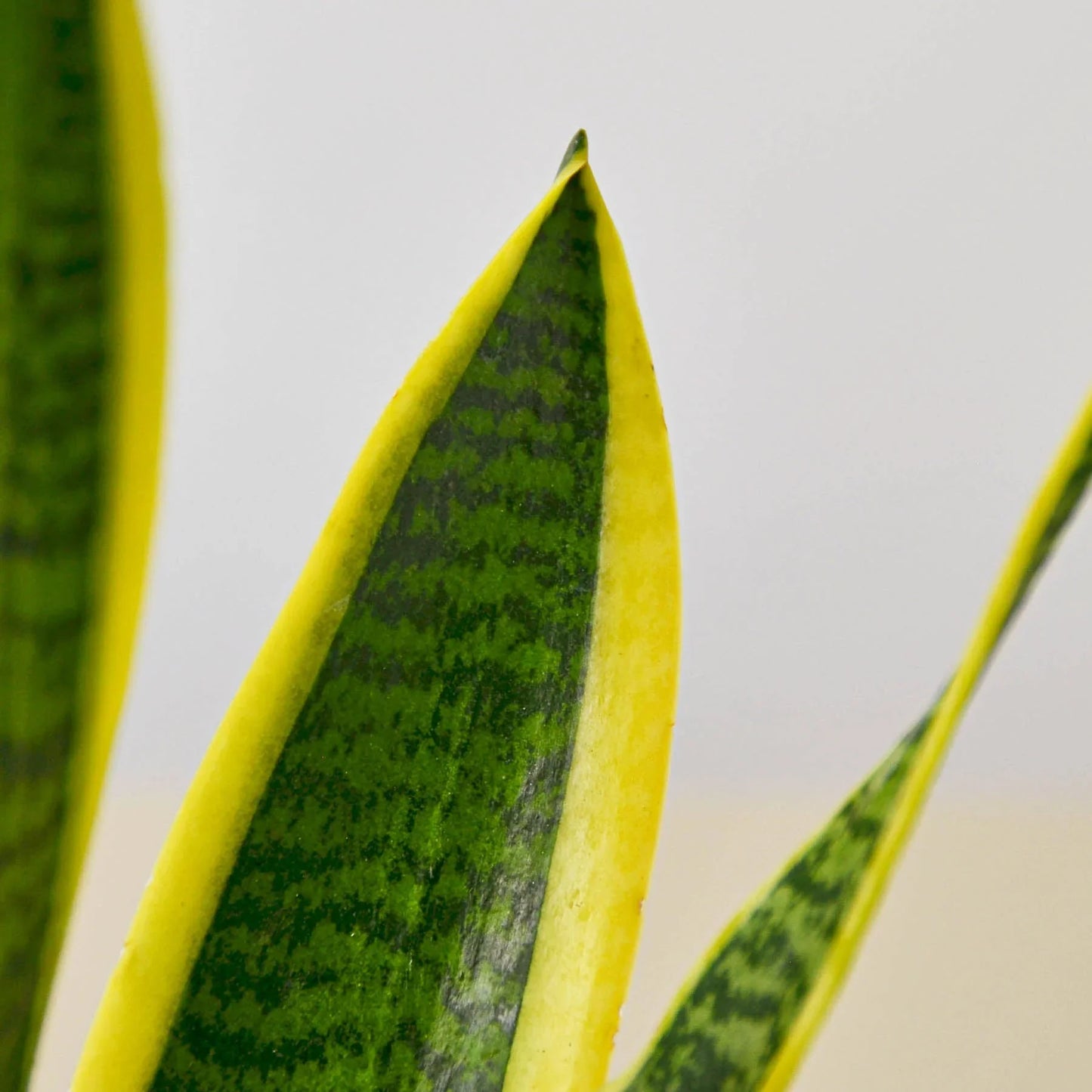 Snake Plant Laurentii Indoor Plants House Plant Dropship