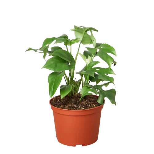 Philodendron Mini Monstera Minima 4" Plant (1pk/$2) ($6 Ship/15oz) House Plant Dropship