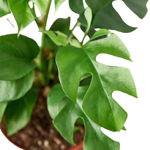 Philodendron Mini Monstera Minima 4" Plant (1pk/$2) ($6 Ship/15oz) House Plant Dropship