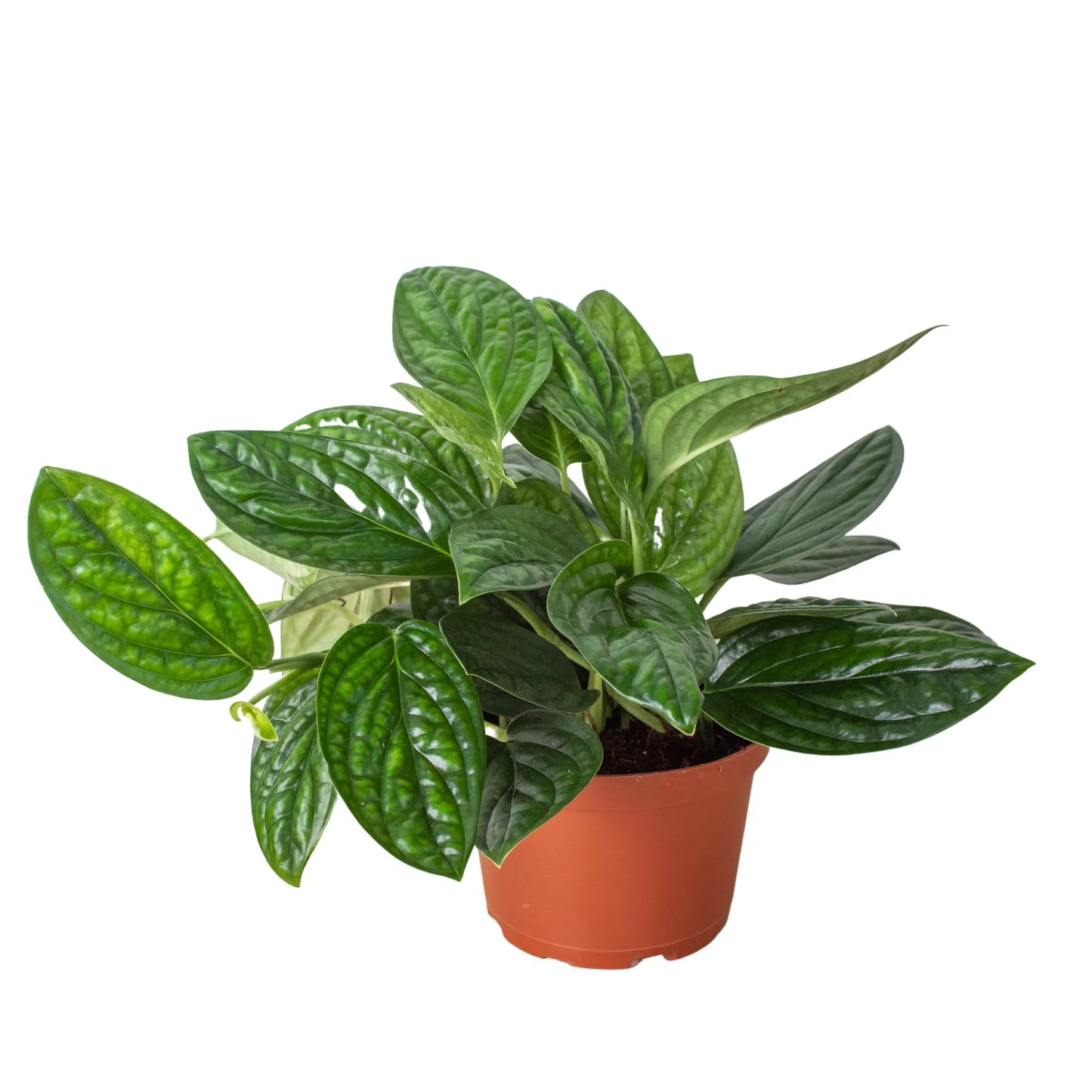Monstera 'Peru' - Exotic Leaves with Unique Patterns Indoor Plants House Plant Dropship 4" Pot