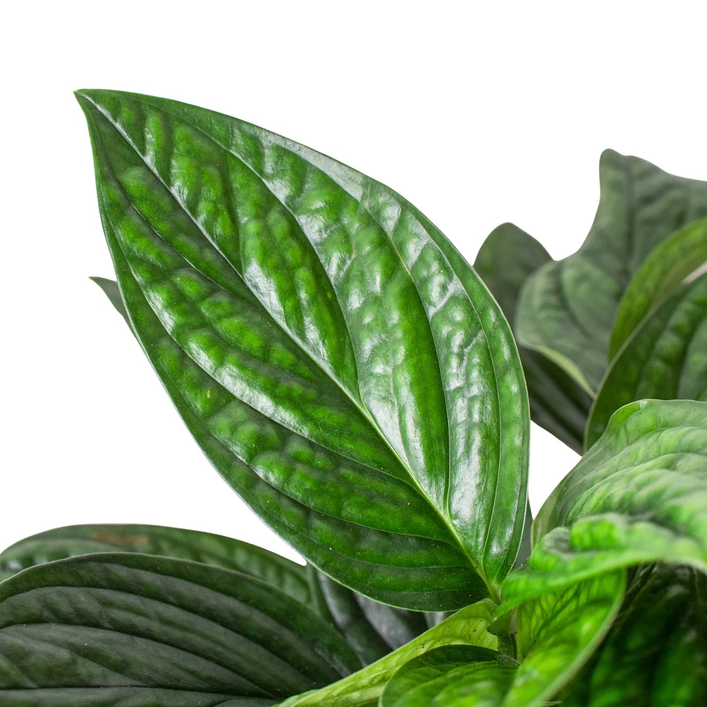 Monstera 'Peru' - Exotic Leaves with Unique Patterns Indoor Plants House Plant Dropship