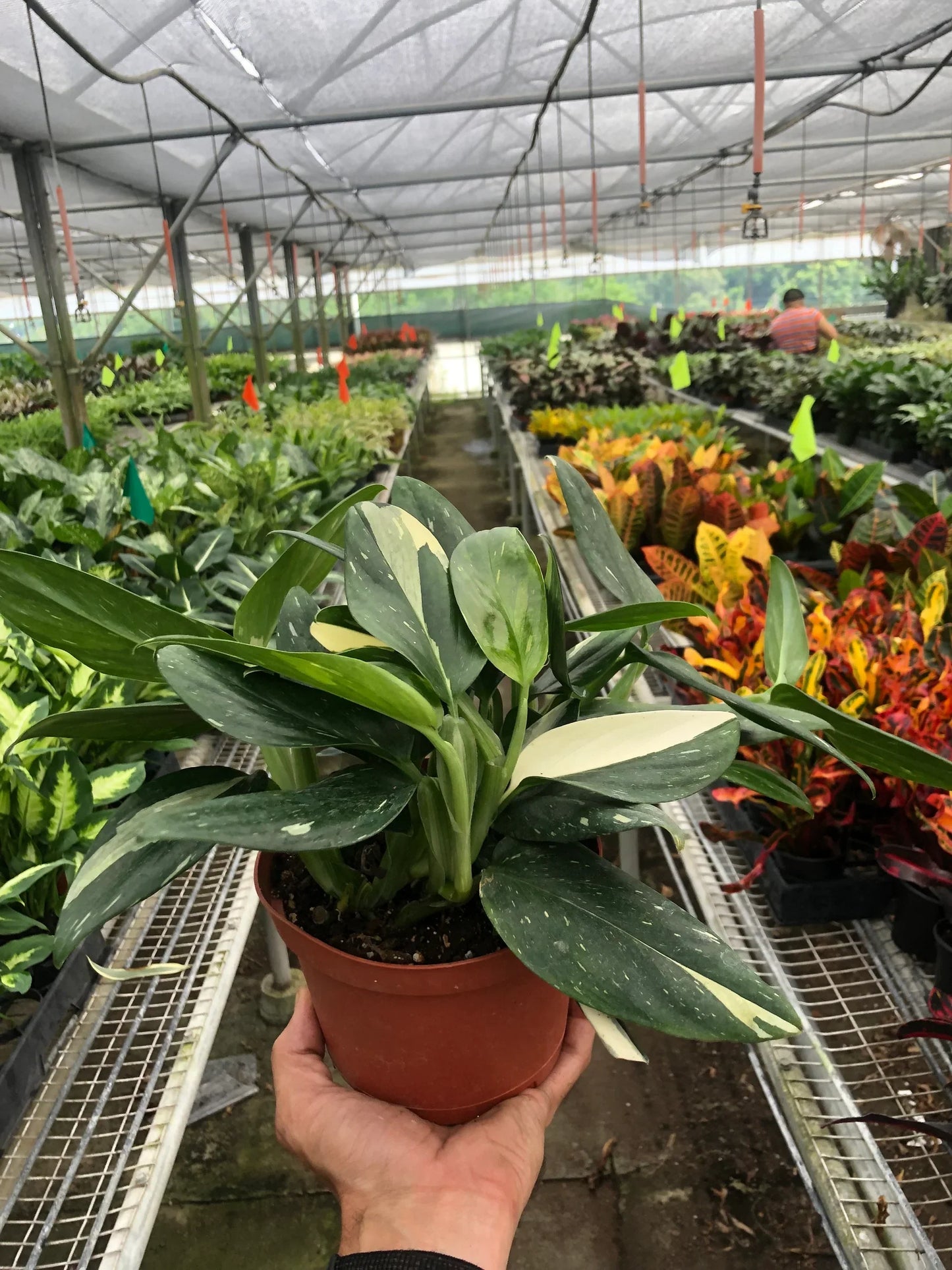 Monstera 'Standeleyana Albo Variegated' Indoor Plants House Plant Dropship