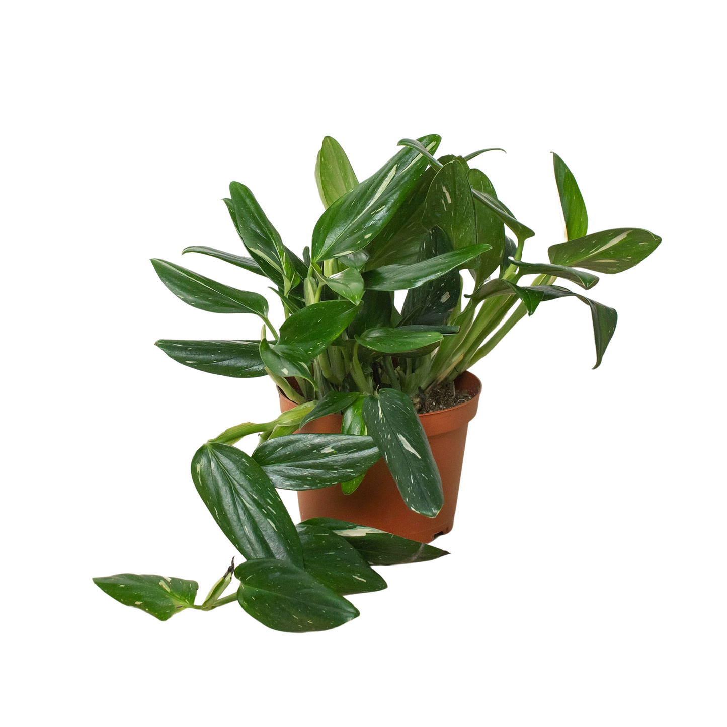 Monstera 'Standeleyana Albo Variegated' Indoor Plants House Plant Dropship