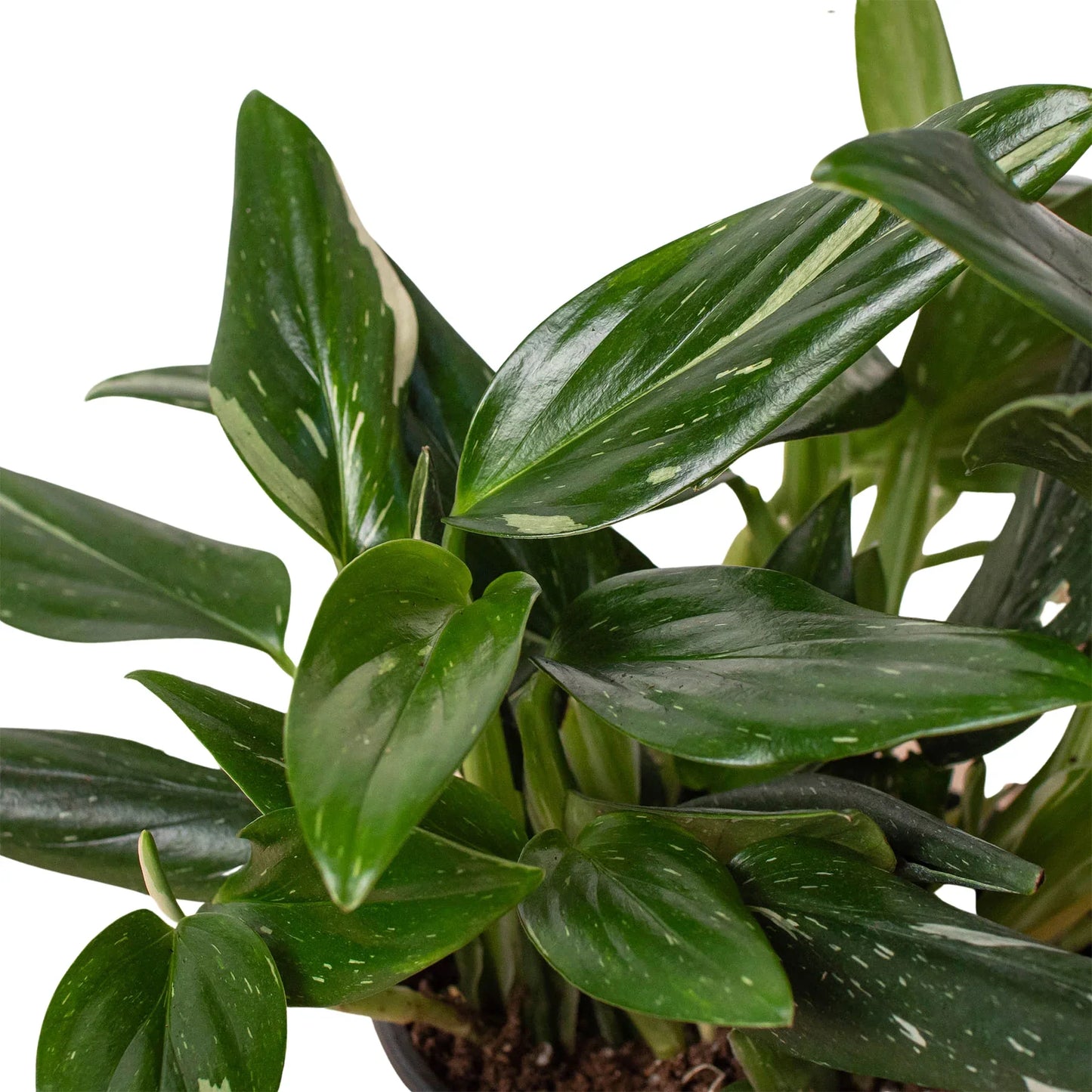Monstera 'Standeleyana Albo Variegated' Indoor Plants House Plant Dropship