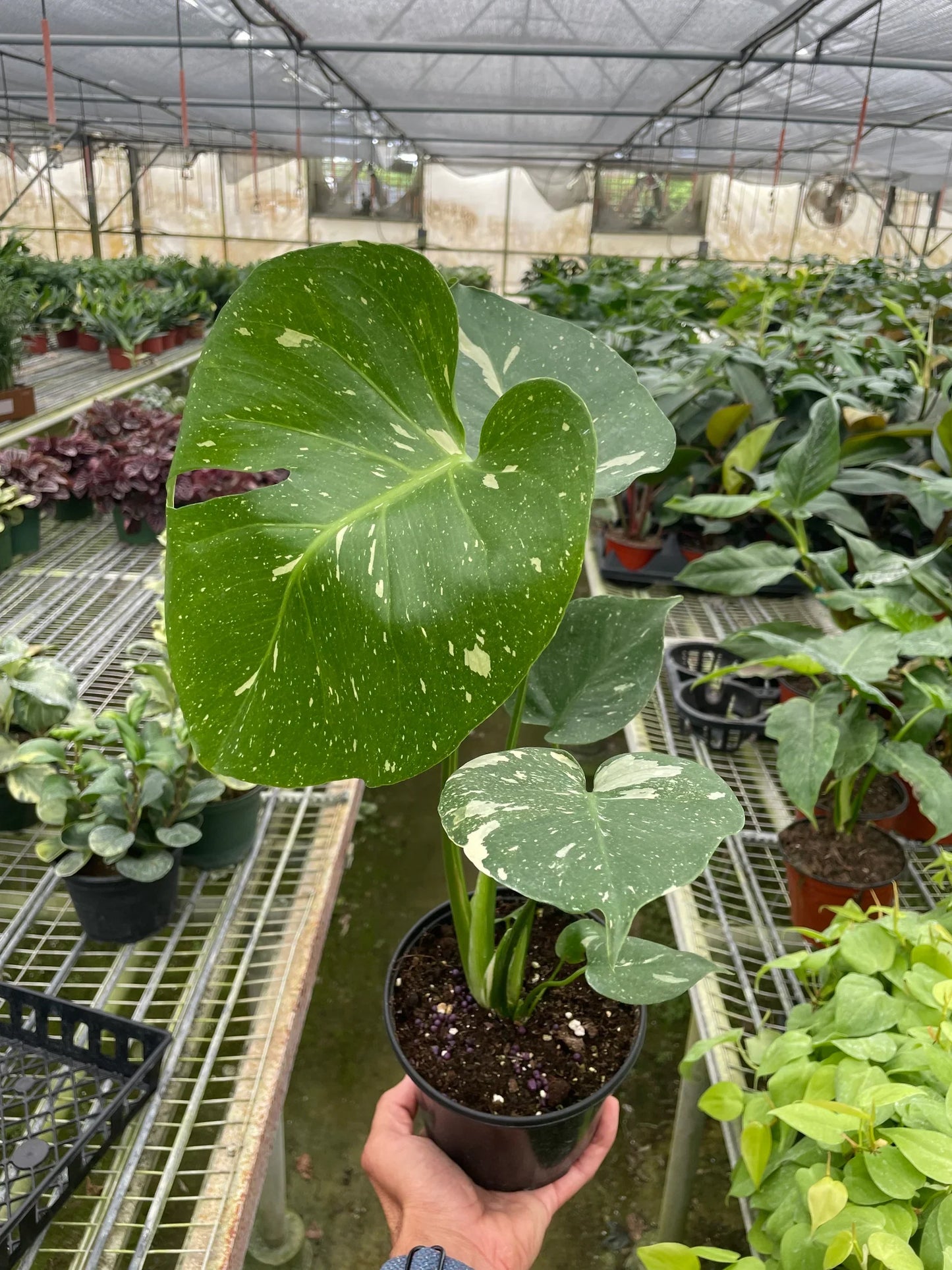 Monstera 'Thai Constellation' House Plant Dropship