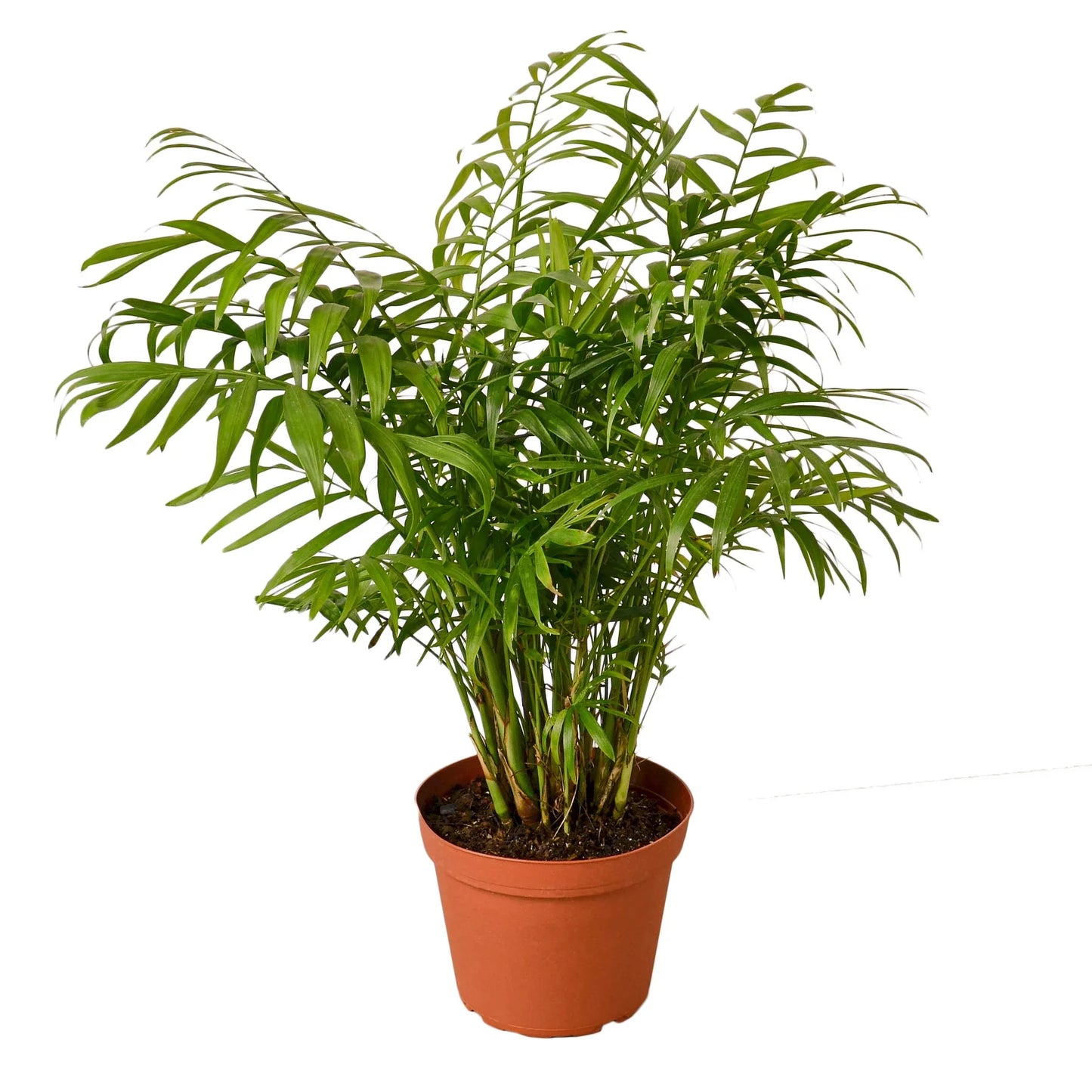 Parlor Palm - Elegant Indoor Plant Indoor Plants House Plant Dropship