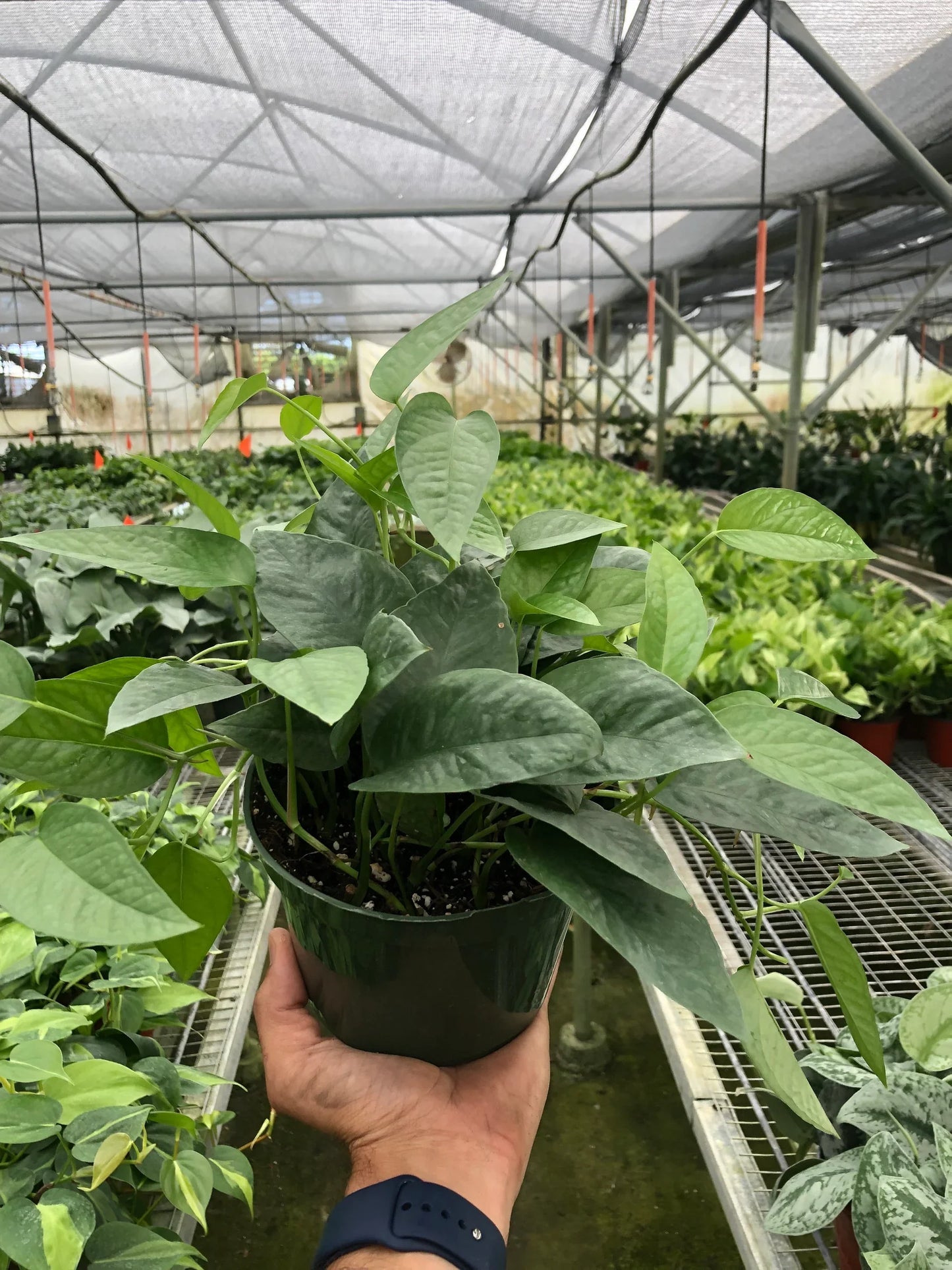 Pothos 'Cebu Blue' Indoor Plants House Plant Dropship 6" Pot