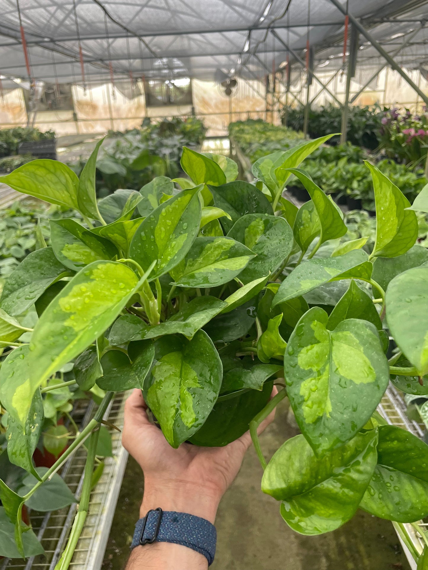 Pothos 'Global Green' Indoor Plants House Plant Dropship 6" Pot